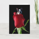 Search for boston terrier valentines day cards Romance
