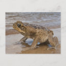 Search for bufo Reptile