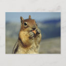 Recherche de alimentation cartes postales Rongeur