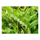 Search for solomons posters White