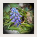 Search for hyacinth puzzles Bloom