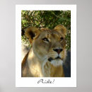 Search for lioness art Serengeti