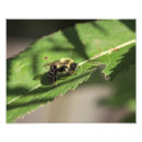 Search for fuzzy art Botanical