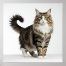 Recherche de norvégien art Chat