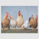 Recherche de coq photographie Poulets