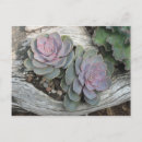 Search for echeveria postcards Nature