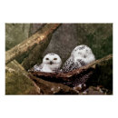 Search for snowy owls posters White owl