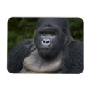 Recherche de gorille de montagne magnets Afrique