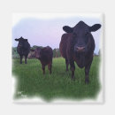 Search for cow magnets Calf