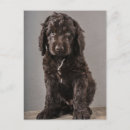 Recherche de chiots mignons cartes postales Bébé animal mignon