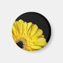 Search for orange gerbera magnets Floral
