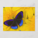 Search for wing open postcards Wildlife