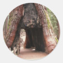 Search for redwood forest stickers Sequoia