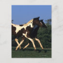 Recherche de peindre cartes postales Cheval