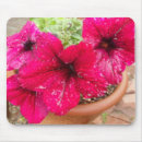 Recherche de pétunia électronique Rose