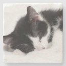 Recherche de pelucheux photographie Animaux de bébé
