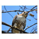 Search for red tailed hawk posters Birds of prey