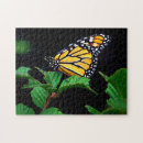 Search for dramatic butterfly Nature
