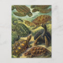 Search for tortoises postcards Sea turtles
