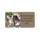 Search for kittens labels Pets