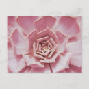 Search for alo postcards Succulents