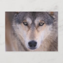 Search for wolf eyes postcards Wildlife