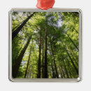 Search for redwood trees ornaments Scenic