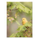 Search for warbler Yellow warbler