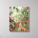 Search for flora canvas prints Ernst haeckel