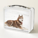 Search for husky lunch boxes Dog