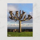 Recherche de arbre solitaire cartes postales Ciel