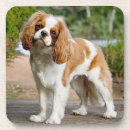 Search for dog show barware Pet