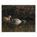 Search for mallards photography Drake