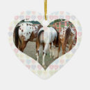 Search for appy Appaloosa