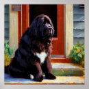 Recherche de chien terre neuve posters Canine