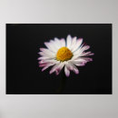 Search for bellis posters Flower