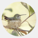 Search for avian stickers Branch