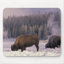 Search for forager electronics Animal