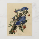 Search for blue jay vertical postcards John james audubon