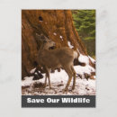 Search for mule deer postcards Animal