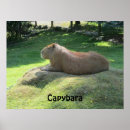 Search for rodent posters Capybara
