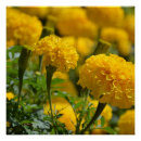 Search for marigold posters Yellow