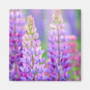 Recherche de fleurs de montagne magnets Lupin