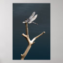 Search for rest posters Dragonfly