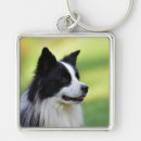 Recherche de border collie porteclés Photographie