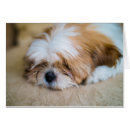 Recherche de tzu Portrait