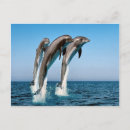 Search for jumping dolphin postcards Water