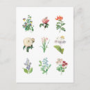Recherche de illustrations botaniques cartes postales Jolie