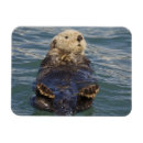 Recherche de loutres magnets Mignon