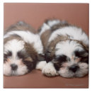 Recherche de vue face carreaux Intégral